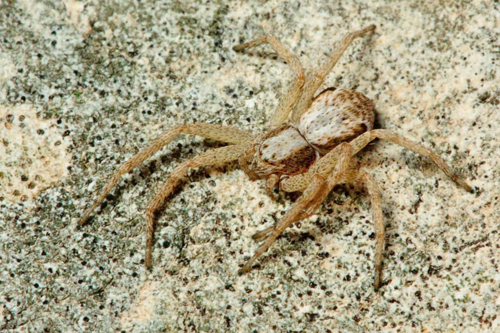 Pulchellodromus pulchellus (giovani) - Malta